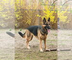 Small #2 German Shepherd Dog