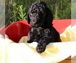 Small Photo #12 Poodle (Standard) Puppy For Sale in LAKE CITY, FL, USA