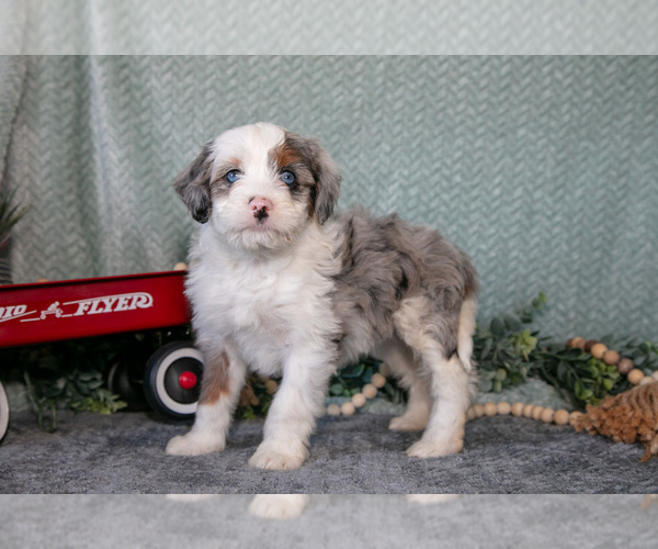 Medium Photo #2 Bernedoodle (Miniature) Puppy For Sale in APPLE CREEK, OH, USA