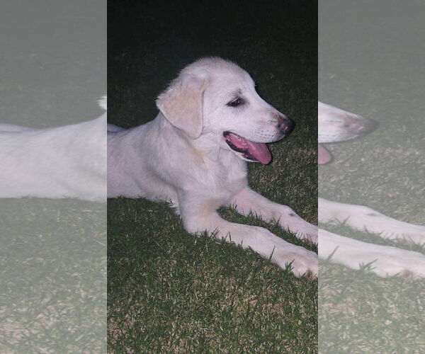 Medium Photo #3 Great Pyrenees-Unknown Mix Puppy For Sale in Grafton, WI, USA