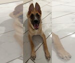 Small Photo #19 Labrador Retriever-Unknown Mix Puppy For Sale in Brewster, NY, USA