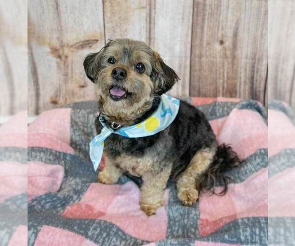 Medium Photo #8 Silky Terrier-Unknown Mix Puppy For Sale in Kennesaw, GA, USA