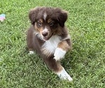 Small Photo #22 Miniature American Shepherd Puppy For Sale in NOLENSVILLE, TN, USA