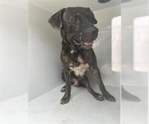 Mutt Dogs for adoption in Houston, TX, USA