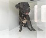 Small Mutt