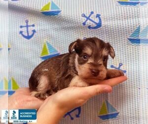 Schnauzer (Miniature) Puppy for sale in WINNSBORO, LA, USA