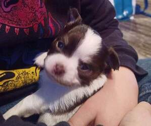 Chihuahua Puppy for sale in CENTURIA, WI, USA