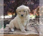 Small Photo #1 Goldendoodle-Poodle (Miniature) Mix Puppy For Sale in AUGUSTA, WV, USA