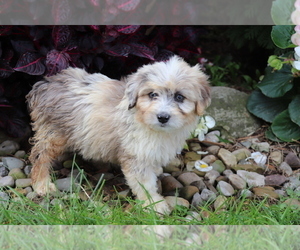 Aussiedoodle Miniature  Puppy for sale in SHILOH, OH, USA