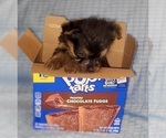 Small Photo #309 Yorkshire Terrier Puppy For Sale in AKRON, OH, USA