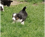 Small Photo #3 Aussie-Corgi Puppy For Sale in ELLENSBURG, WA, USA