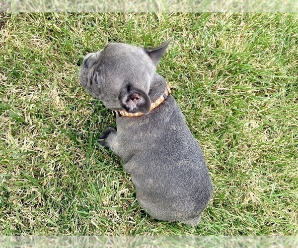 Medium Photo #31 French Bulldog Puppy For Sale in CANYON, TX, USA