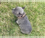 Small Photo #31 French Bulldog Puppy For Sale in CANYON, TX, USA