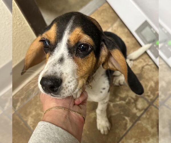 Medium Photo #4 Beagle Puppy For Sale in Dunnellon, FL, USA