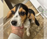 Small #3 Beagle