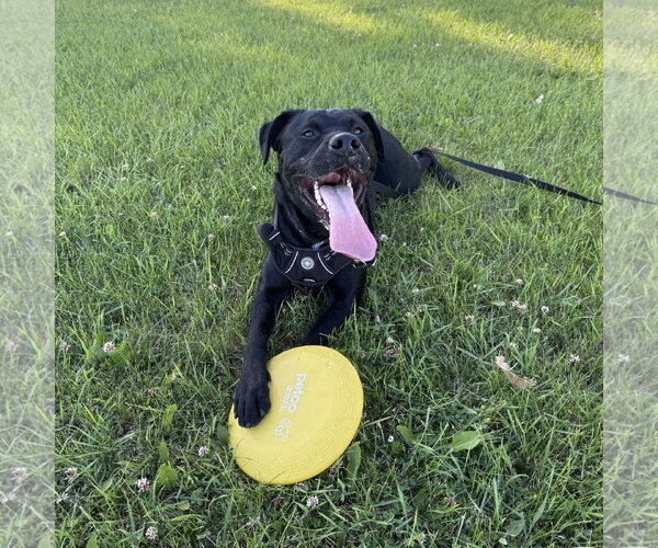 Medium Photo #2 Mutt Puppy For Sale in Fargo, ND, USA