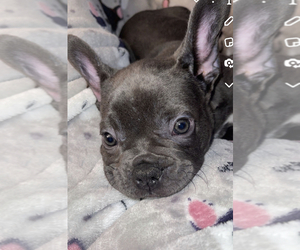 French Bulldog Puppy for sale in JEANNETTE, PA, USA