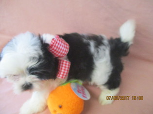 Shih Tzu Puppy for sale in MURPHY, NC, USA
