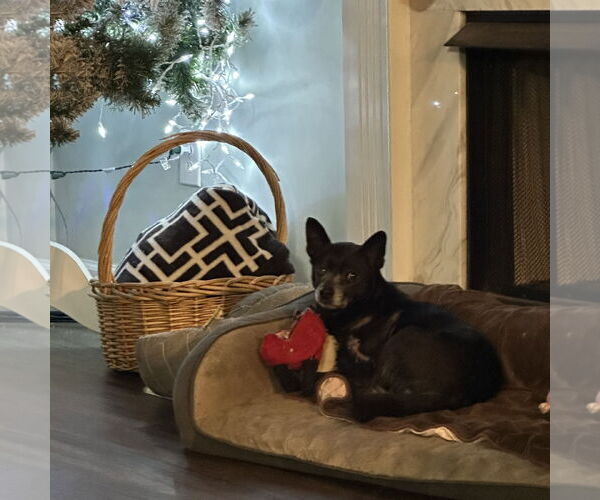 Medium Photo #3 Chihuahua-Unknown Mix Puppy For Sale in Ball Ground, GA, USA