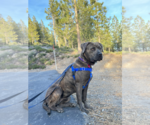 Small #3 Mutt