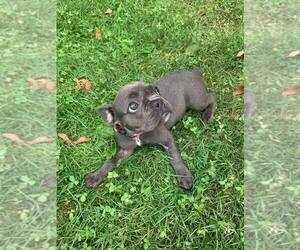 French Bulldog Puppy for sale in PHILADELPHIA, PA, USA