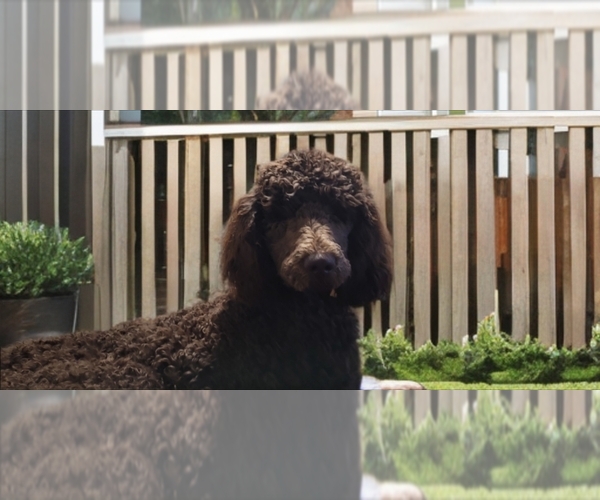 Medium Photo #1 Goldendoodle mix (+ Poodle Standard) Puppy For Sale in EL PASO, TX, USA