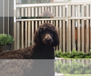 Father of the Goldendoodle mix (+ Poodle Standard) puppies born on 01/20/2026