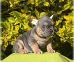 Small #1 French Bulldog