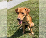 Small Photo #3 Mutt Puppy For Sale in Candler, NC, USA