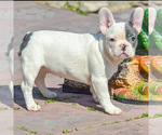 Small Photo #4 French Bulldog Puppy For Sale in NEEDHAM, MA, USA