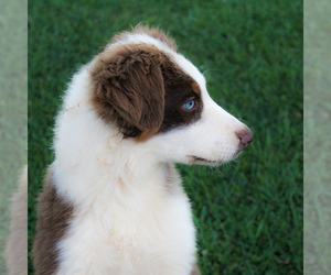 Australian Shepherd Puppy for sale in MOUTH OF WILSON, VA, USA