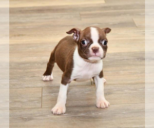 Boston Terrier Puppy for sale in BEND, OR, USA