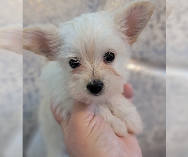 Medium Photo #6 Pomeranian-Yoranian Mix Puppy For Sale in HUDDLESTON, VA, USA