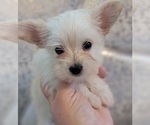Small Photo #6 Pomeranian-Yoranian Mix Puppy For Sale in HUDDLESTON, VA, USA