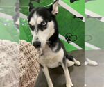 Small #1 Siberian Husky
