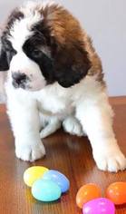 Saint Bernard Puppy for sale in Harrow, Ontario, Canada