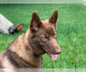 Mother of the German Shepherd Dog puppies born on 04/21/2025