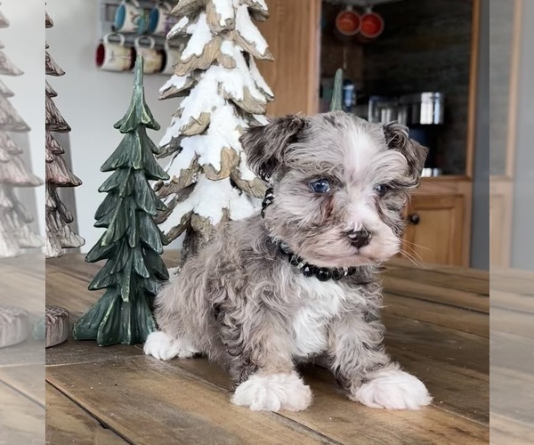 Medium Photo #9 Schnauzer (Miniature) Puppy For Sale in FLORENCE, SD, USA