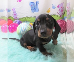 Dachshund Puppy for sale in RATTAN, OK, USA