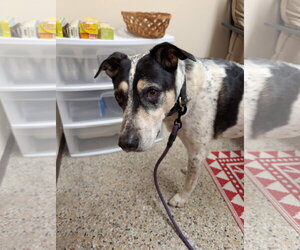 Jack (Bonded with Hunter) - Male Mutt Dog for Adoption - Photo #2