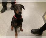 Small Doberman Pinscher