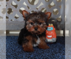 Yorkshire Terrier Puppy for sale in MOUNT VERNON, OH, USA