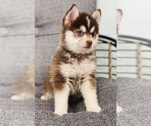 Full screen Photo #10 Pomsky Puppy For Sale in CINCINNATI, OH, USA
