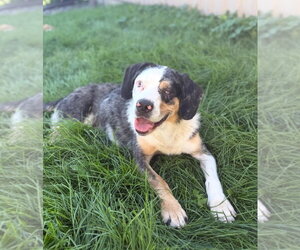 Grandma - Female Australian Shepherd Dog for Adoption - Photo #2