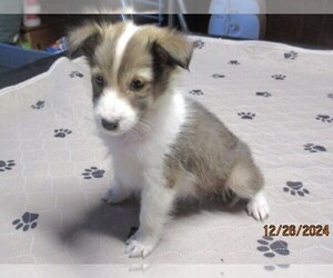Shetland Sheepdog Puppy for sale in SOLON, ME, USA