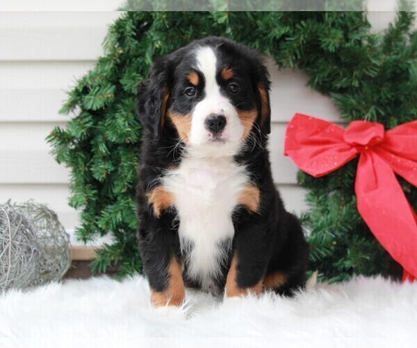 Medium Photo #3 Bernese Mountain Dog Puppy For Sale in APPLE CREEK, OH, USA