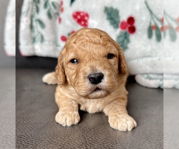 Medium Photo #6 Cavapoo (Miniature) Puppy For Sale in WAUSEON, OH, USA