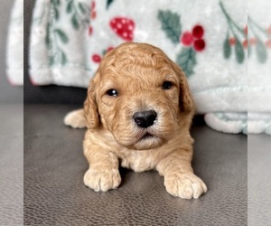 Medium Cavapoo (Miniature)