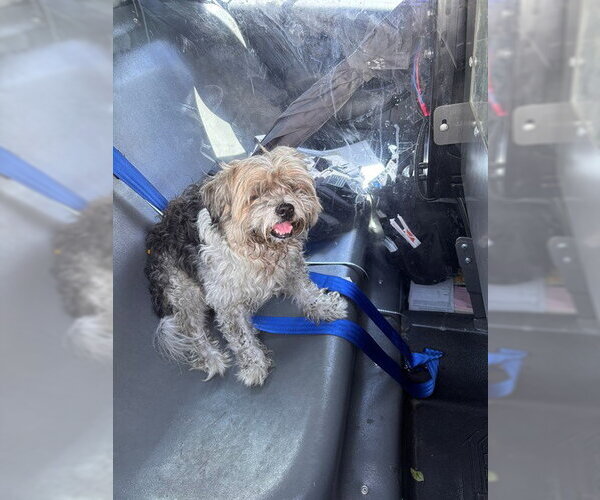 Medium Photo #1 Shih Tzu Puppy For Sale in Fort Lauderdale, FL, USA