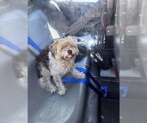 Shih Tzu Dogs for adoption in Fort Lauderdale, FL, USA